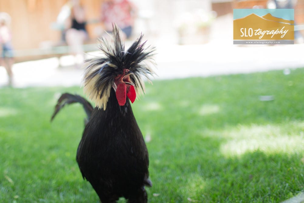Rock Out Rooster