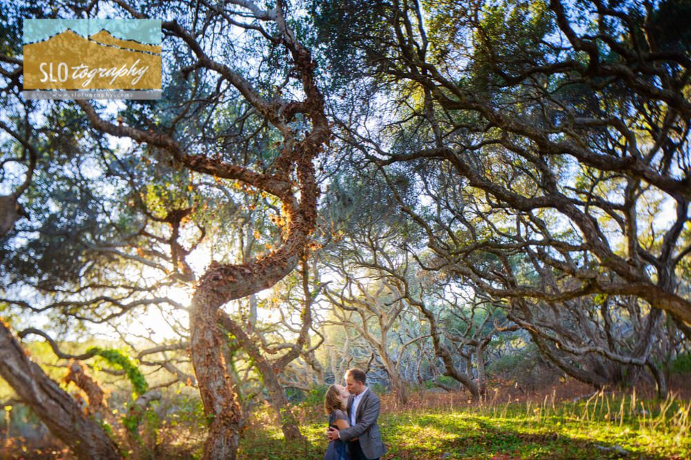A kiss in the oak forest in los osos
