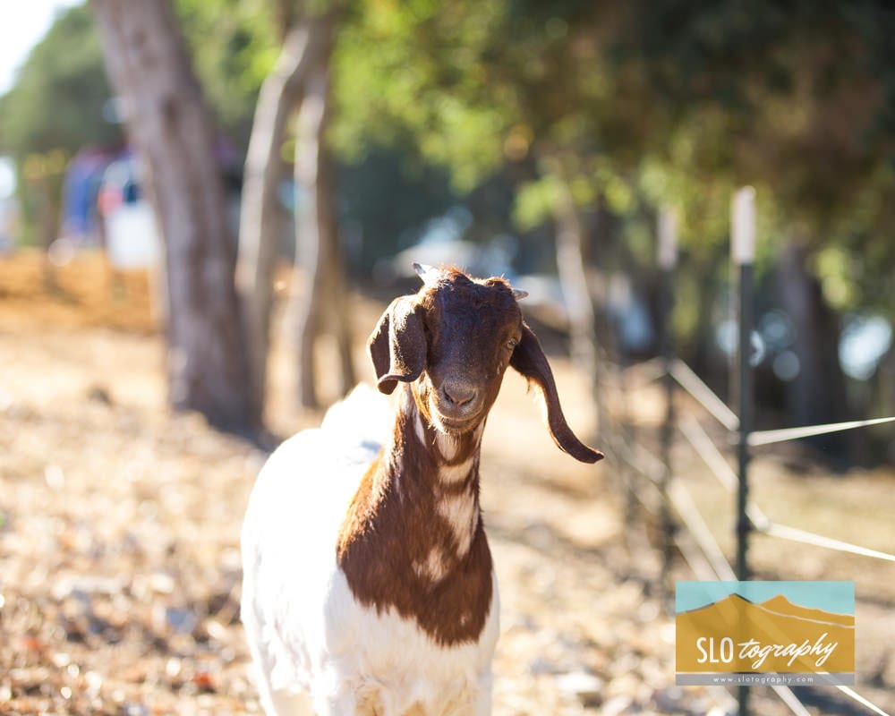 goat at trabia farms