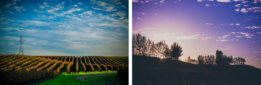 landscapes of the vineyard