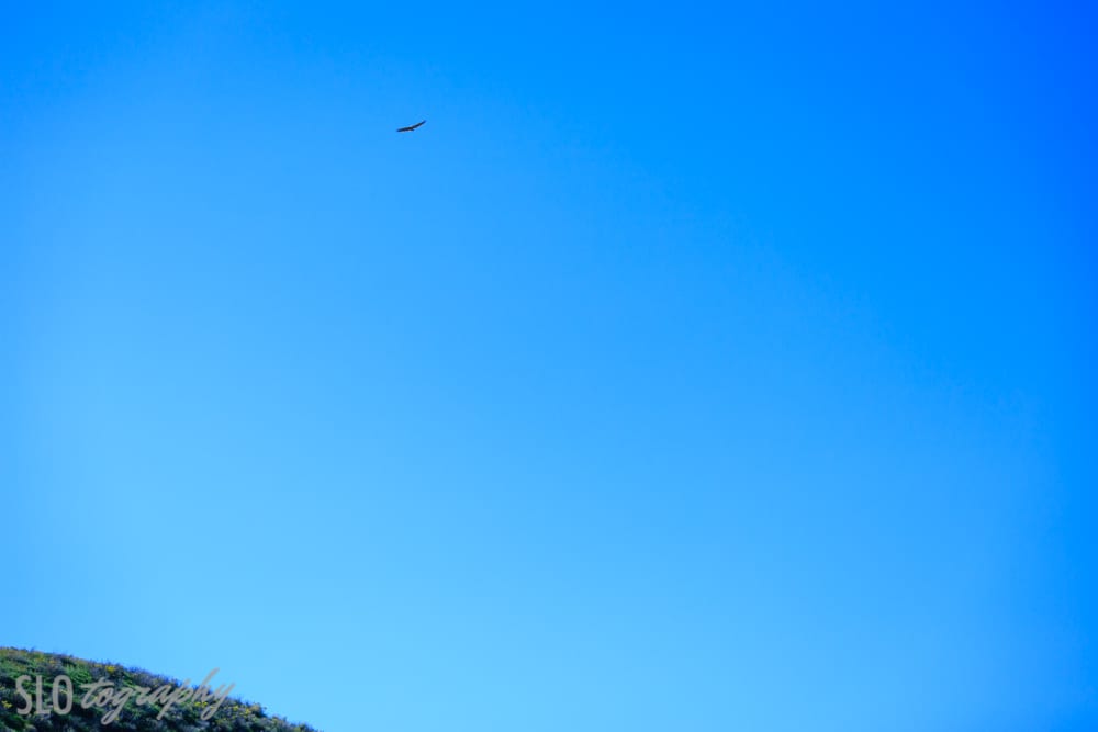 Bird Flying Above Carrizo