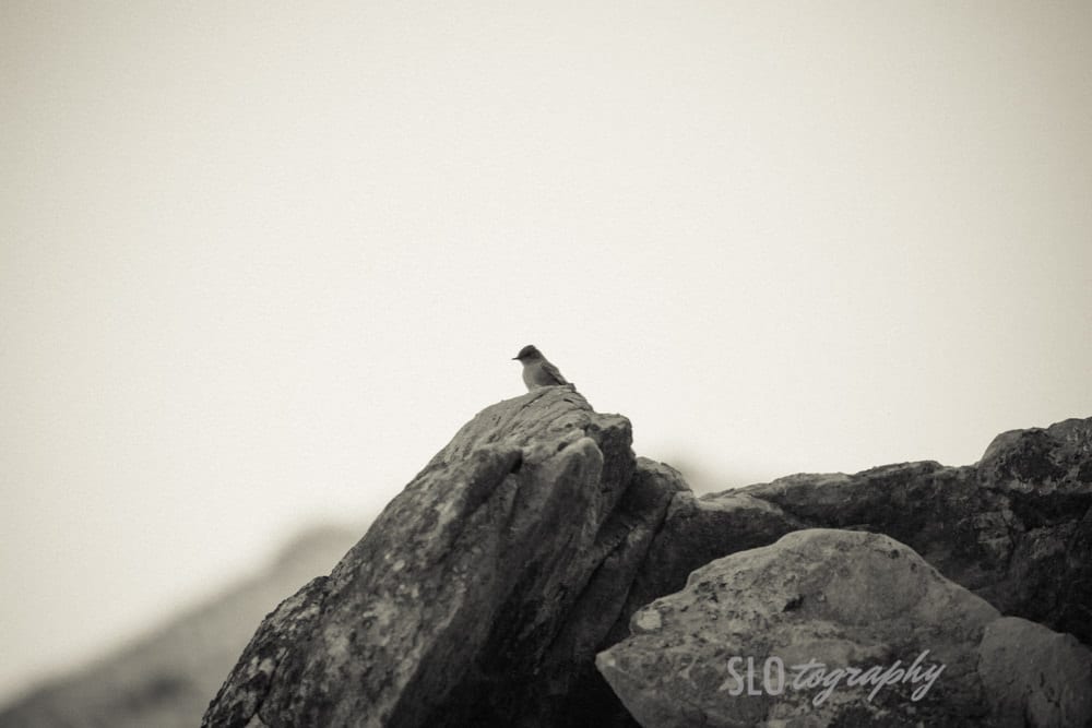 Bird on Rocks