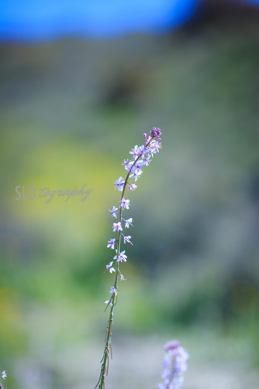 Long Stemmed Purple White Wild Flower