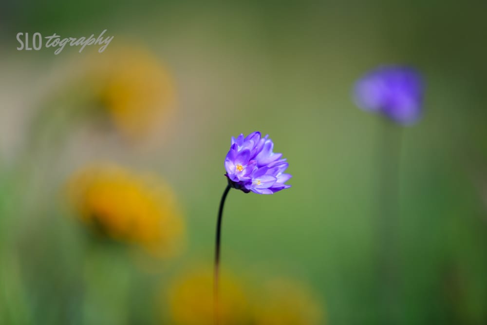 Purple Flower in the Yellow Flowers