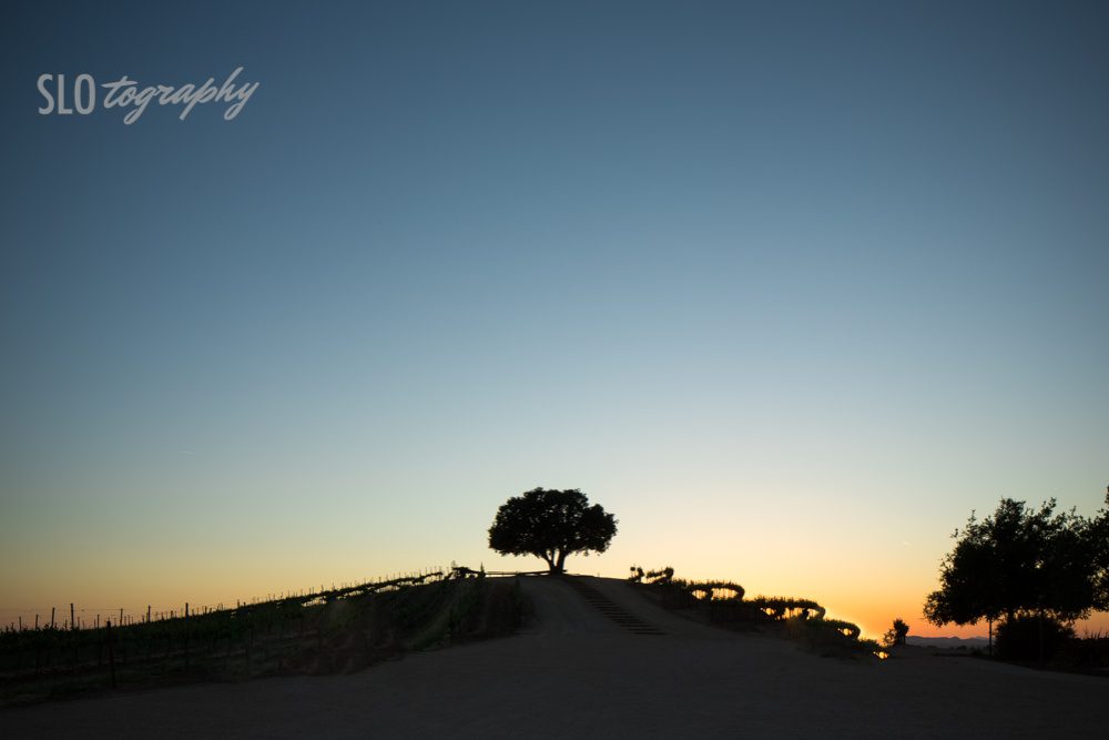 Sunset Lone Oak Pear Valley