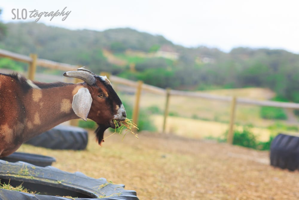 Goat Eating Hay