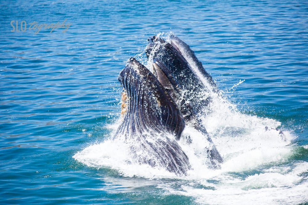 Humpback Surfaces with Fish