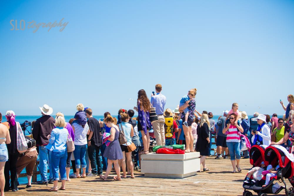 The Crowd Gathers to Whale Watch on Avila Pier
