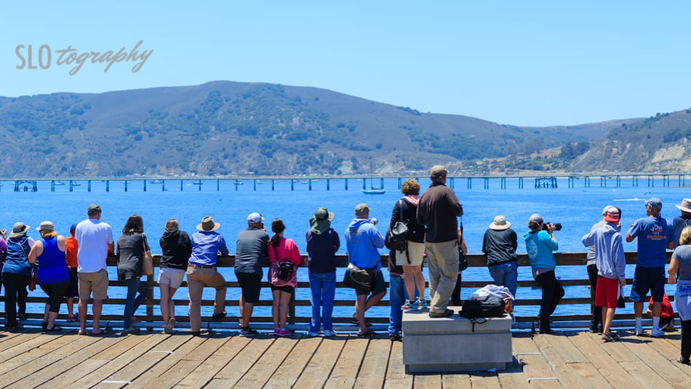 The Crowd to Whale Watch Avila