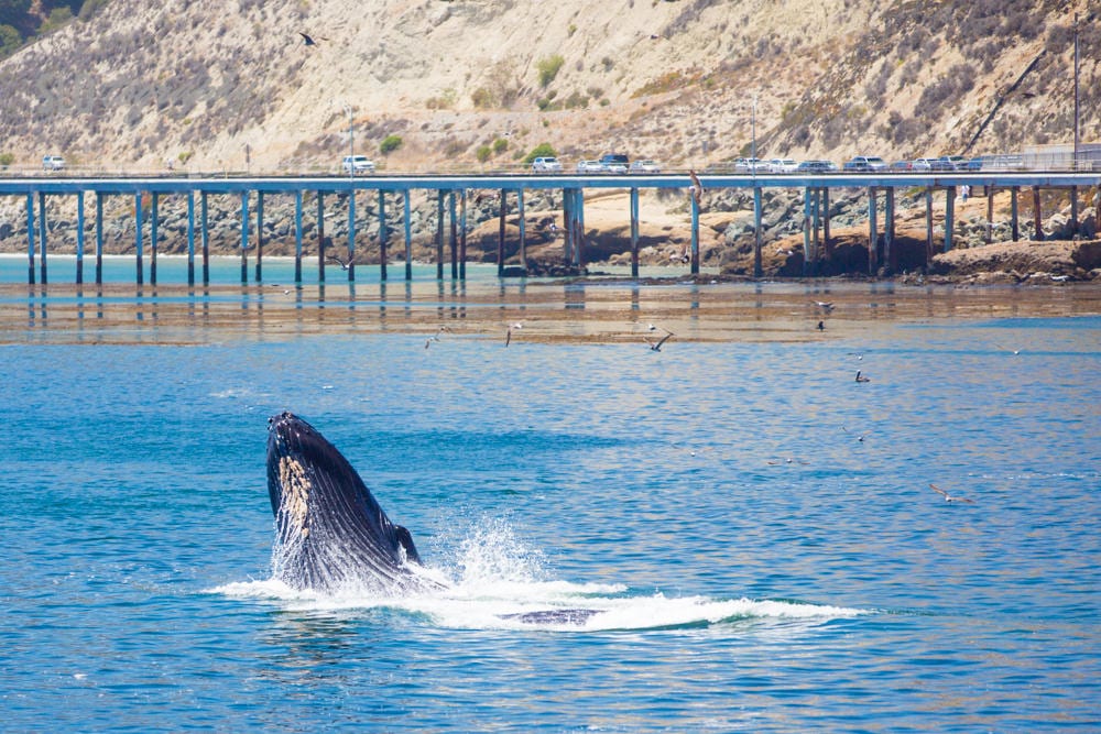 Whales in Front of Cal Poly Pier