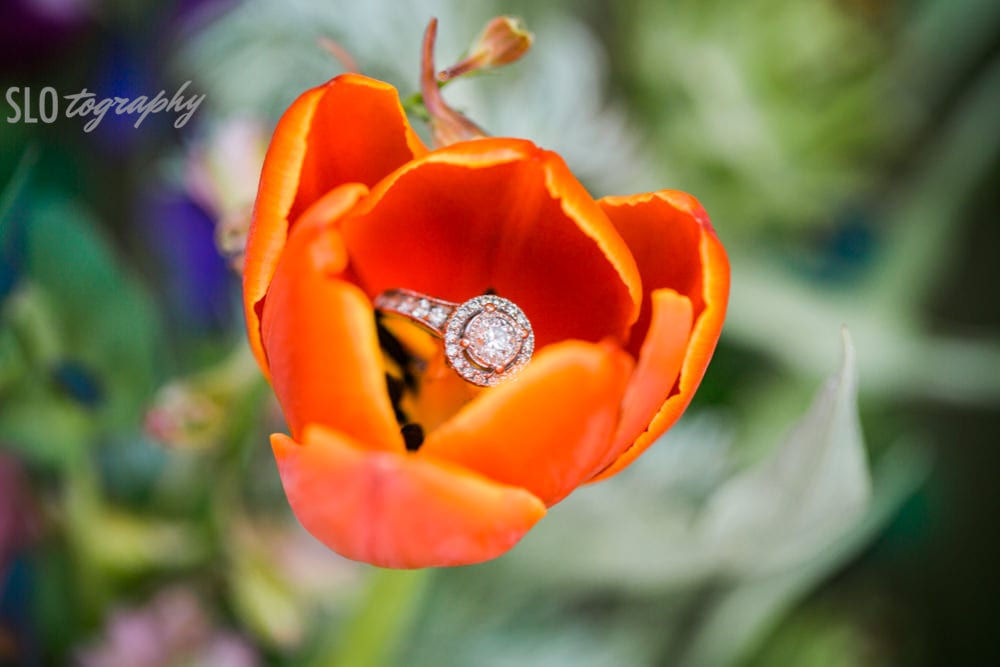 Ring in Bloom